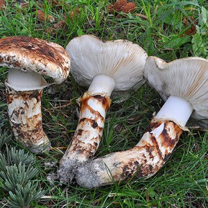 10 g Fresh BROWN MATSUTAKE Tricholoma caligatum Mycelium Mushroom Spawn Seeds Spores Free eBook image 2