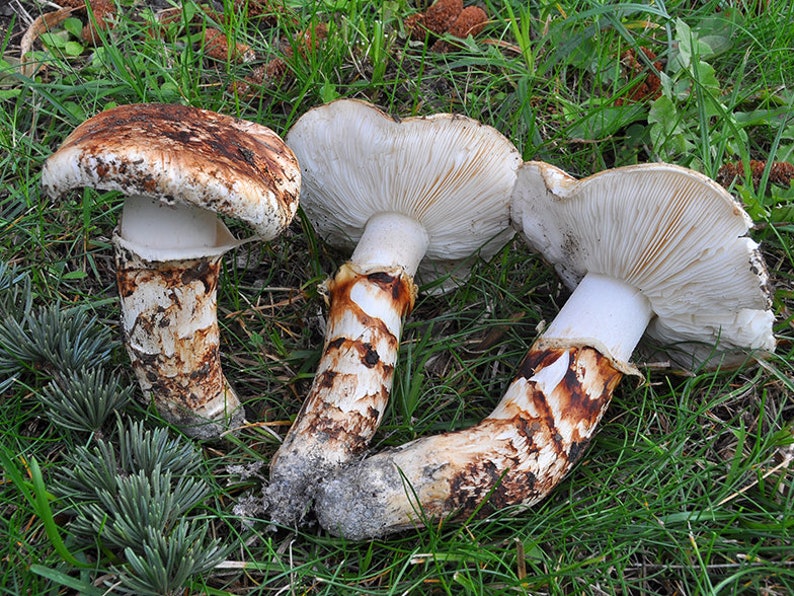 10 g Fresh BROWN MATSUTAKE Tricholoma caligatum Mycelium Mushroom Spawn Seeds Spores Free eBook image 2