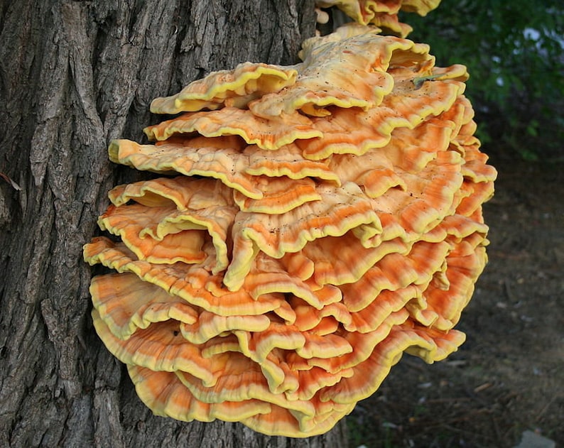30 Fresh CHICKEN of the WOODS Laetiporus sulphureus Mushroom Dowels Plugs Buy Mushroom Spawn Spores eBook image 3