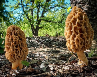 15 g Fresh BLUSHING MOREL Morchella rufobrunnea Mycelium Buy Mushroom Spawn Spores Seeds + Free eBook