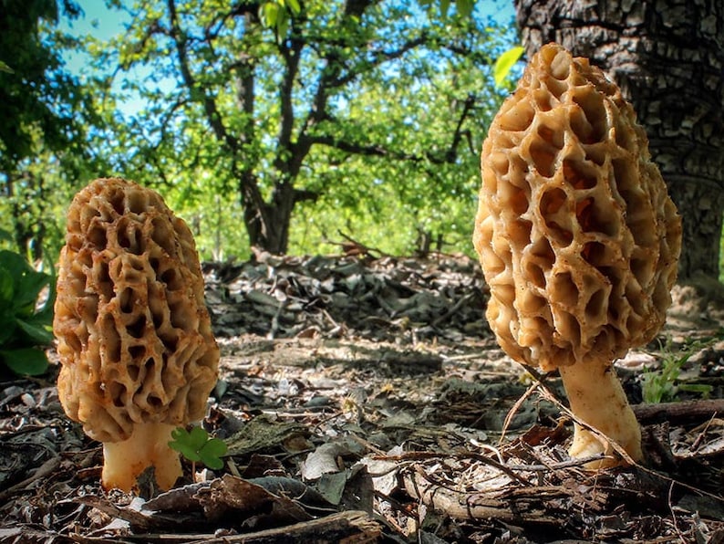 15 G Fresh BLUSHING MOREL Morchella Rufobrunnea Mycelium Buy Etsy New