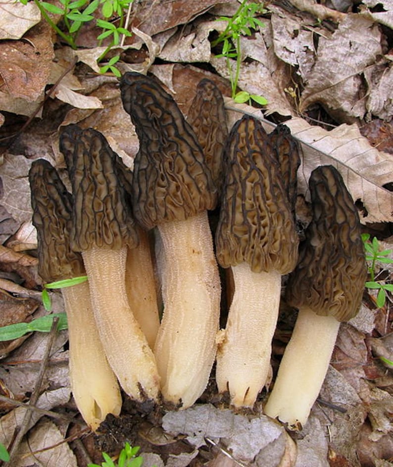 30 G Fresh BLACK MOREL Morchella Elata Mycelium Buy Mushroom Etsy