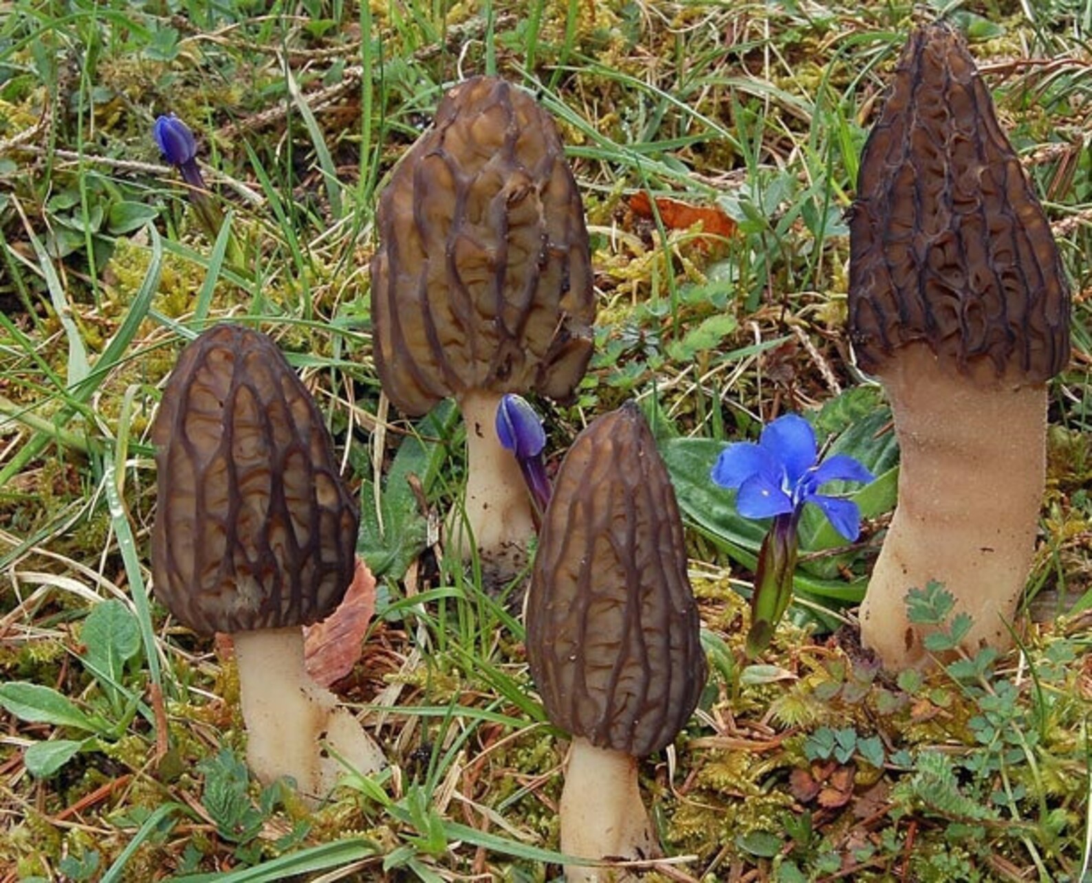 30 G Fresh PURPLE MOREL Mycelium Morchella Purpurascens Etsy