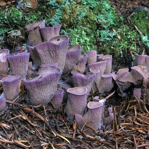 20 g GIANT LEUCOPAX Leucopaxillus giganteus Mushroom Spores Spawn Seeds Mycelium 20 g GIANT LEUCOPAX Leucopaxillus giganteus Mushroom Spores Spawn Seeds Mycelium