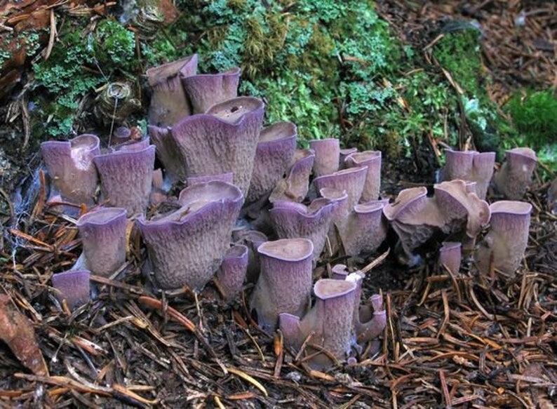 20 G Fresh VIOLET CHANTERELLE Mycelium Gomphus Clavatus Buy Etsy