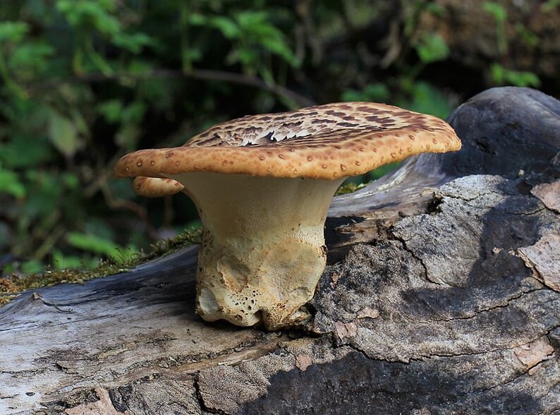 30 Fresh Polyporus squamosus DRYADS SADDLE Mushroom Dowels Plugs Buy Mushroom Spawn Spores eBook image 4