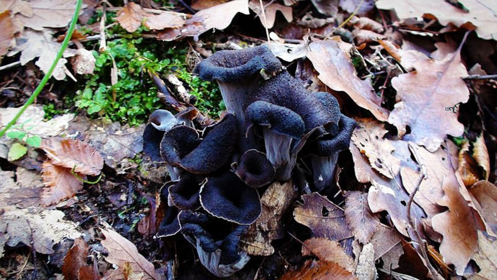 30 G Fresh BLACK CHANTERELLE Trumpet Mycelium Horn of Plenty Etsy Sweden