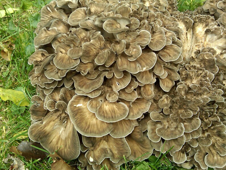 15 g Fresh Grifola frondosa MAITAKE Mycelium Hen of the Woods Etsy