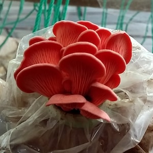 Oyster Pink Mushrooms Mycelium Spores Spawn Dried Seeds Mg006 Non-Hybrid Open-Pollinated Pleurotus Djamor Suited for