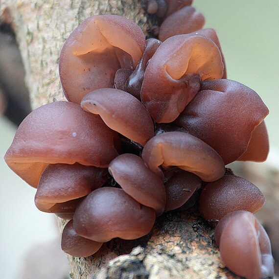 20 Fresh Jew Jelly Ear Auricularia Auricula Mushroom Dowels Etsy