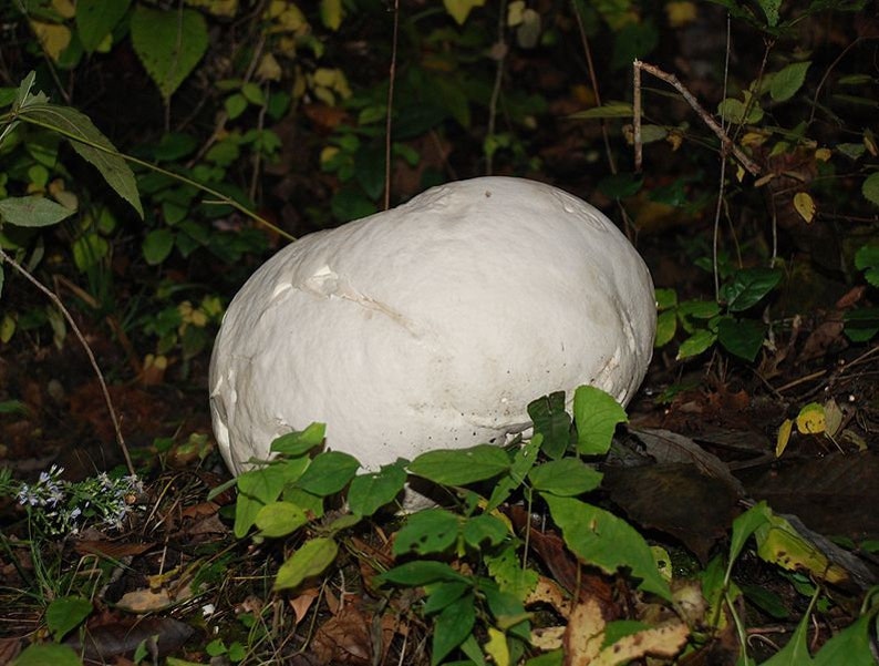 25 g Fresh Calvatia gigantea Mycelium Buy GIANT PUFFBALL Mushroom Spawn Spores Seeds Free eBook image 4