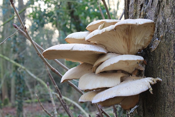 20 WHITE PEARL OYSTER Pleurotus ostreatus Mushroom Plugs Dowels Spawn Mycelium