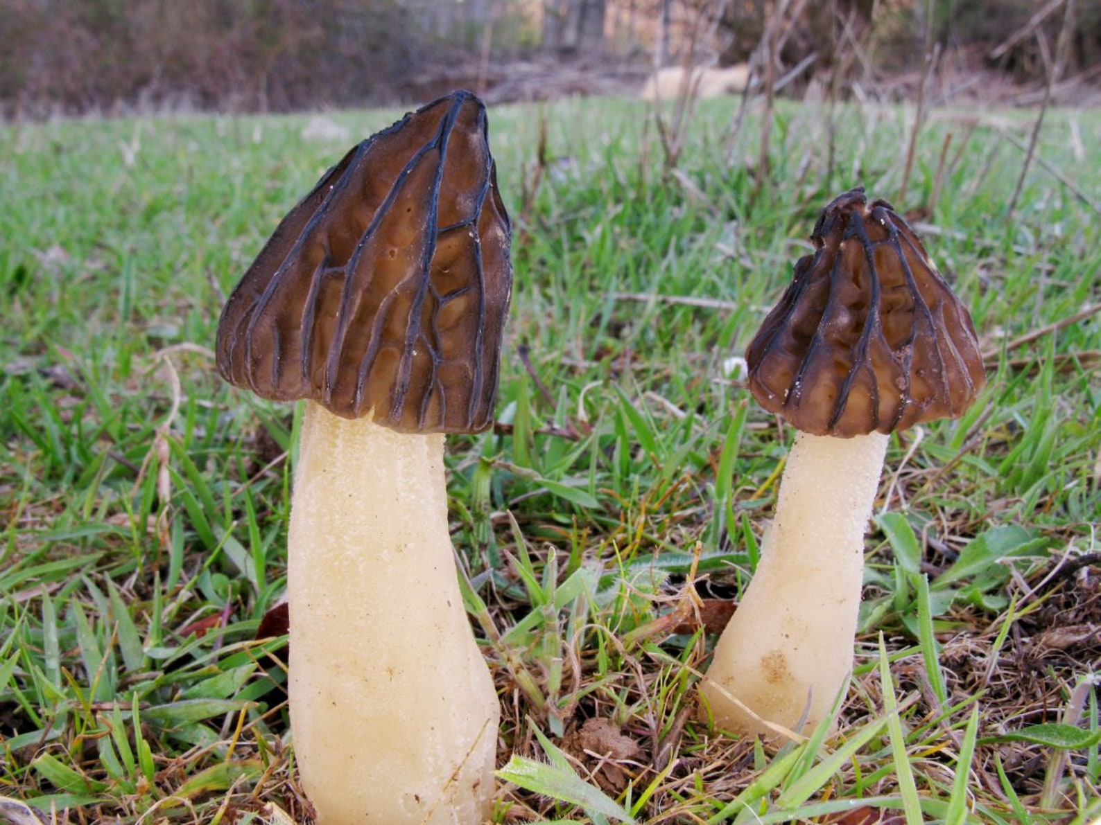 15 G Fresh HALF FREE MOREL Mycelium Mitrophora Semilibera Etsy