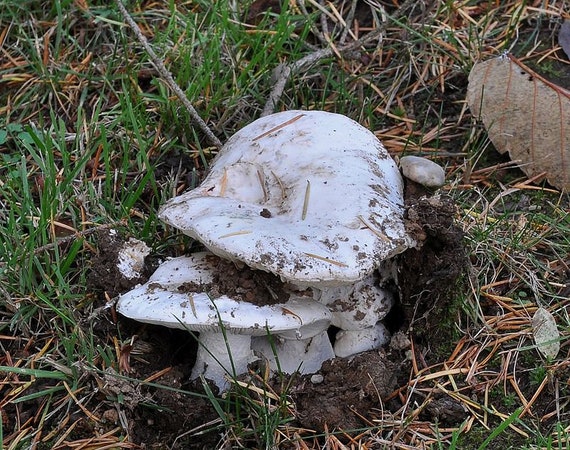 20 g GIANT LEUCOPAX Leucopaxillus giganteus Mushroom Spores Spawn Seeds Mycelium 20 g GIANT LEUCOPAX Leucopaxillus giganteus Mushroom Spores Spawn Seeds Mycelium