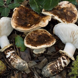 10 g Fresh BROWN MATSUTAKE Tricholoma caligatum Mycelium Mushroom Spawn Seeds Spores Free eBook image 4