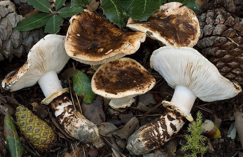 10 g Fresh BROWN MATSUTAKE Tricholoma caligatum Mycelium Mushroom Spawn Seeds Spores Free eBook image 4
