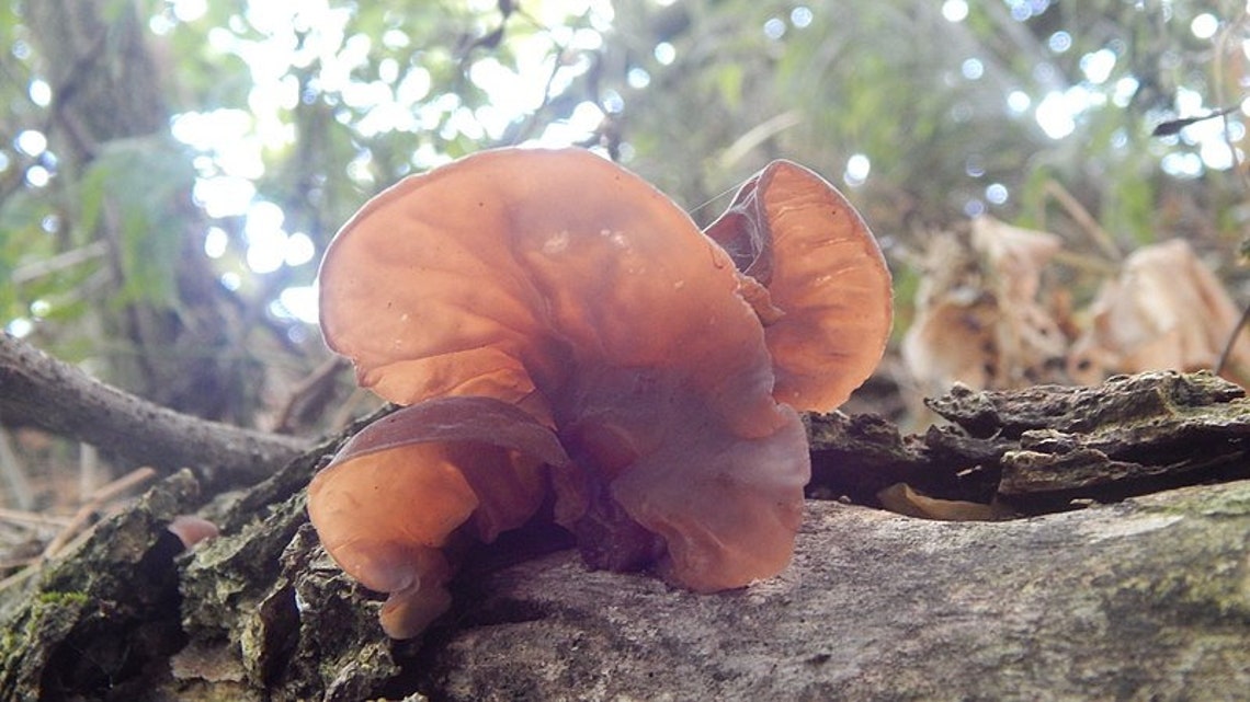 auricularia auricula mushroom auricularia auricula mushroom