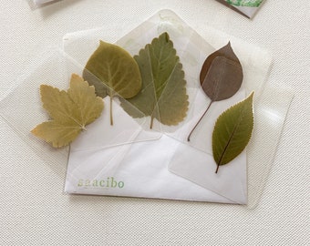 Dried Pressed and Laminated Leaf Specimens - Set of 5 Specimens in 1 Envelope