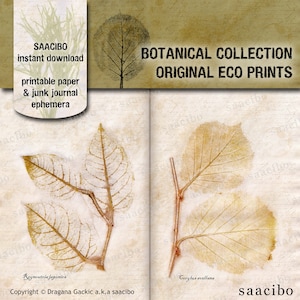 May include: Two botanical eco prints of leaves on a textured paper background. The prints are labeled "Reynoutria japonica" and "Corylus avellana". The text "saacibo" appears at the bottom of the image.