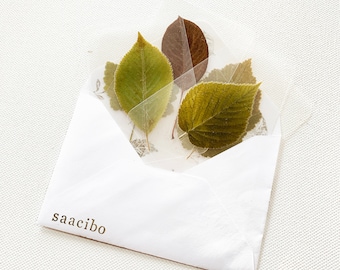 Dried Pressed and Laminated Leaf Specimens - Set of 5 Specimens in 1 Envelope