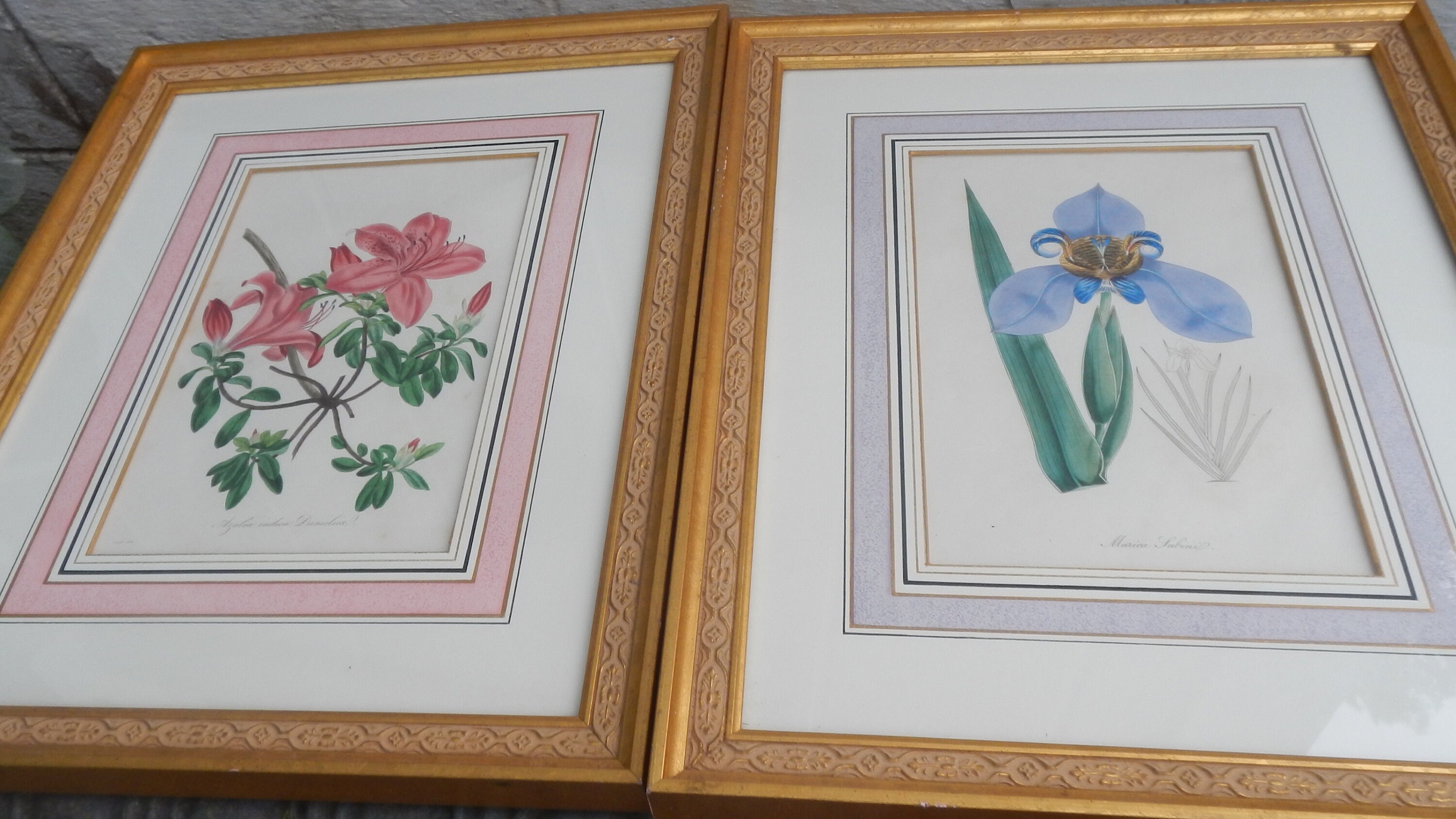 Beautiful Vintage Framed Botanical Prints | Etsy