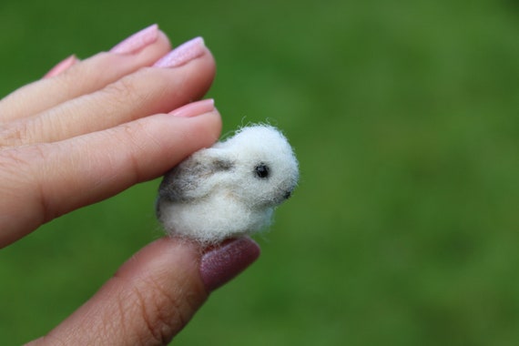 tiny baby rabbit