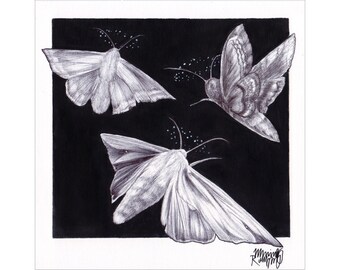 Square Art Print 'Dazed' Signed