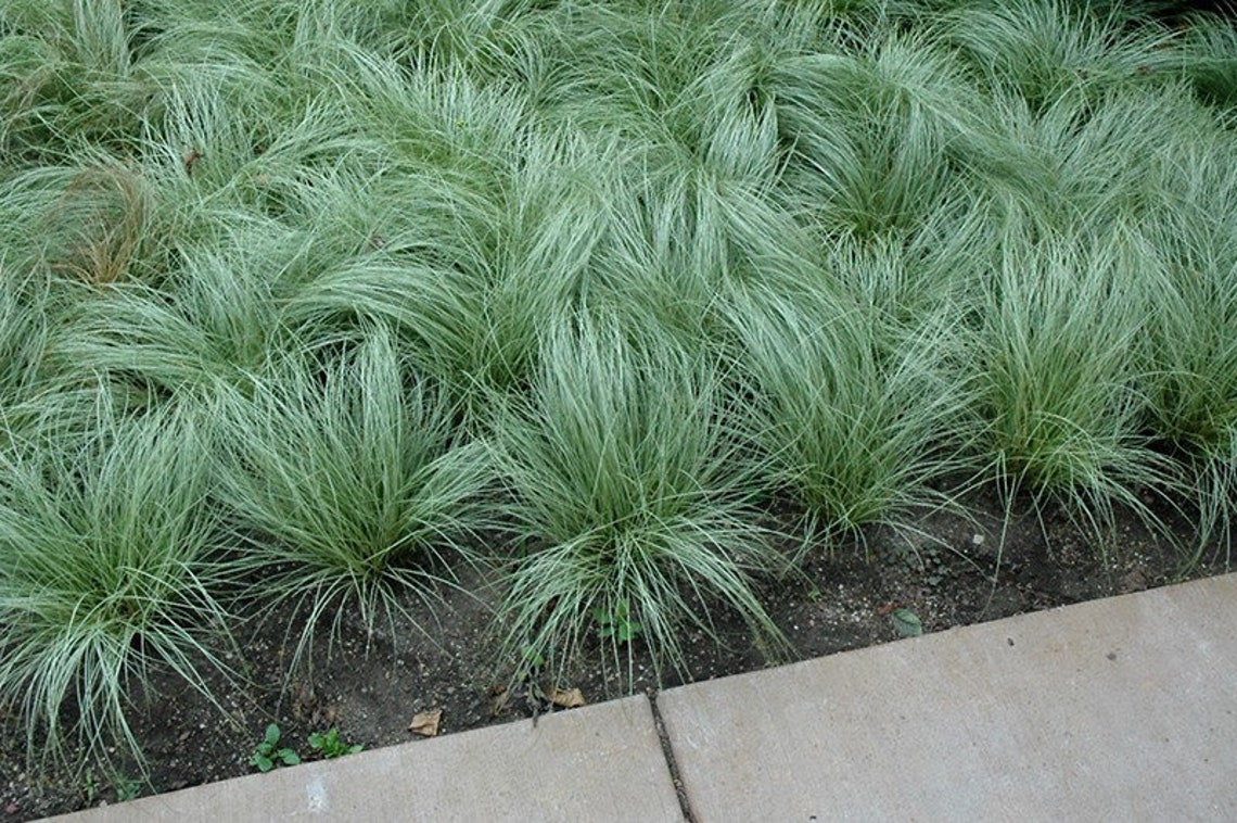 6 x Carex Frosted Curls Ornamental grass / sedge plug Etsy