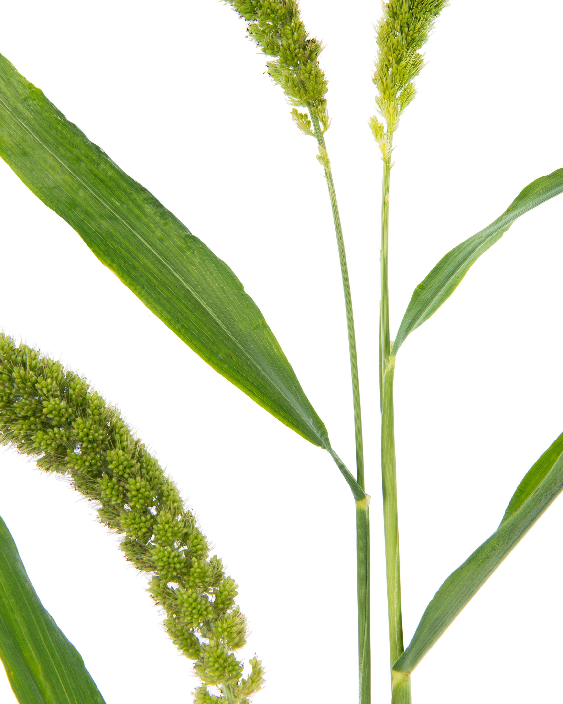 Modern Wall Art Print Foxtail Millet Minimalist Plant Etsy