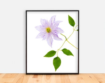 Modern Wall Art Print | Clematis Flower | Minimalist Plant Photo Print / Home Decor / Photo Print / Nature Art