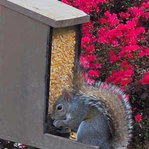 durable Squirrel Feeder feeding corn kernels with no waste chew proof metal protection