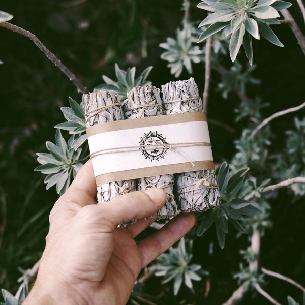 White Sage Smudge Sticks, Sustainably Grown in California.