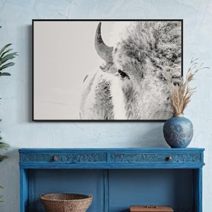 White Buffalo Canvas Print - White Bison Photography - Black and White Wall Art - Buffalo Canvas Artwork - Unique Colorado Bison Great White