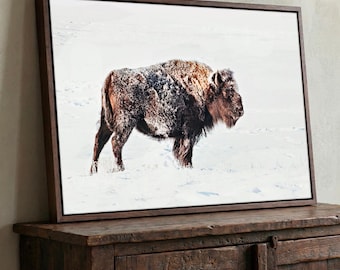Snowy Bison Wall Art - Rustic Buffalo Photo Print