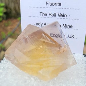 Bull Vein - Etsy