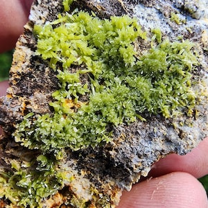 Puede incluir: Primer plano de una muestra de roca con formaciones cristalinas de color verde lima brillante. Los cristales están agrupados y puntiagudos, contrastando con la base rocosa rugosa y multicolor. La superficie de la roca muestra tonos marrones, grises y amarillos.
