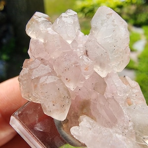 May include: A close-up of a cluster of pale pink quartz crystals. The crystals are translucent with sharp, geometric forms. They are mounted on a clear, rectangular base. Green foliage is visible in the blurred background.