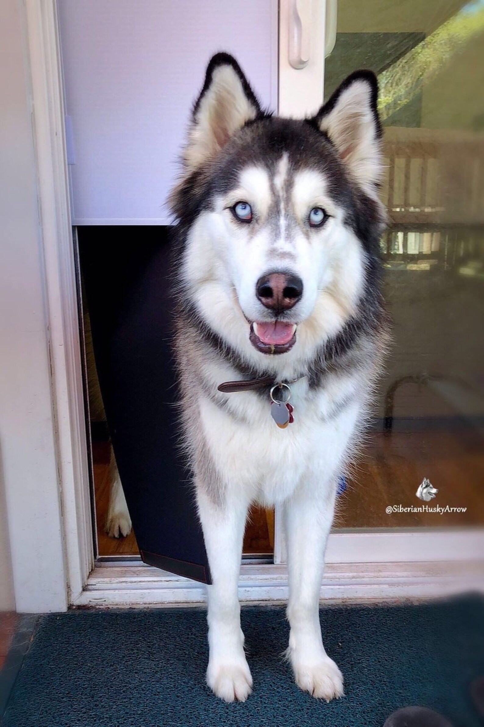 Pet Door Soft Neoprene Flaps for the Pop up Pet Door Etsy