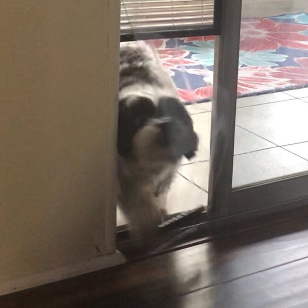 Clear Flap to Go With Your Popup Pet Door. Available in Small and