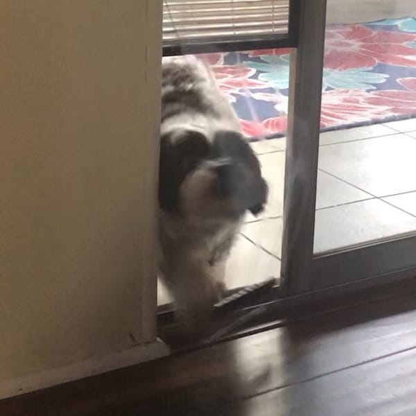 Pop up Pet Door Etsy