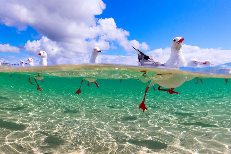 seagull print, seagulls, sea birds photo, over/under, wildlife photo, wall art, bird print, Ocean life, nature photo, sealife, Ocean photo image 2