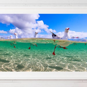 seagull print, seagulls, sea birds photo, over/under, wildlife photo, wall art, bird print, Ocean life, nature photo, sealife, Ocean photo image 1