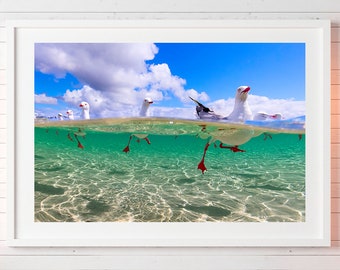 seagull print, seagulls, sea birds photo, over/under, wildlife photo, wall art, bird print, Ocean life, nature photo, sealife, Ocean photo