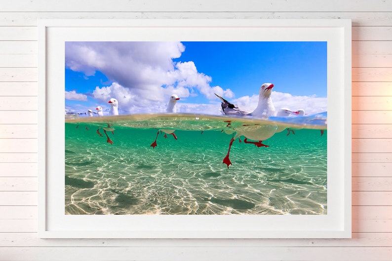 seagull print, seagulls, sea birds photo, over/under, wildlife photo, wall art, bird print, Ocean life, nature photo, sealife, Ocean photo image 1