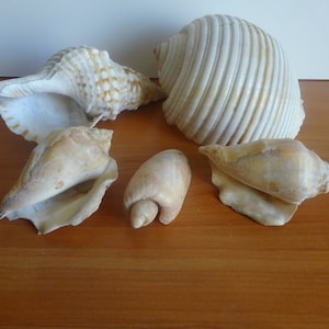 Vintage lot of sea conch shells  1980s