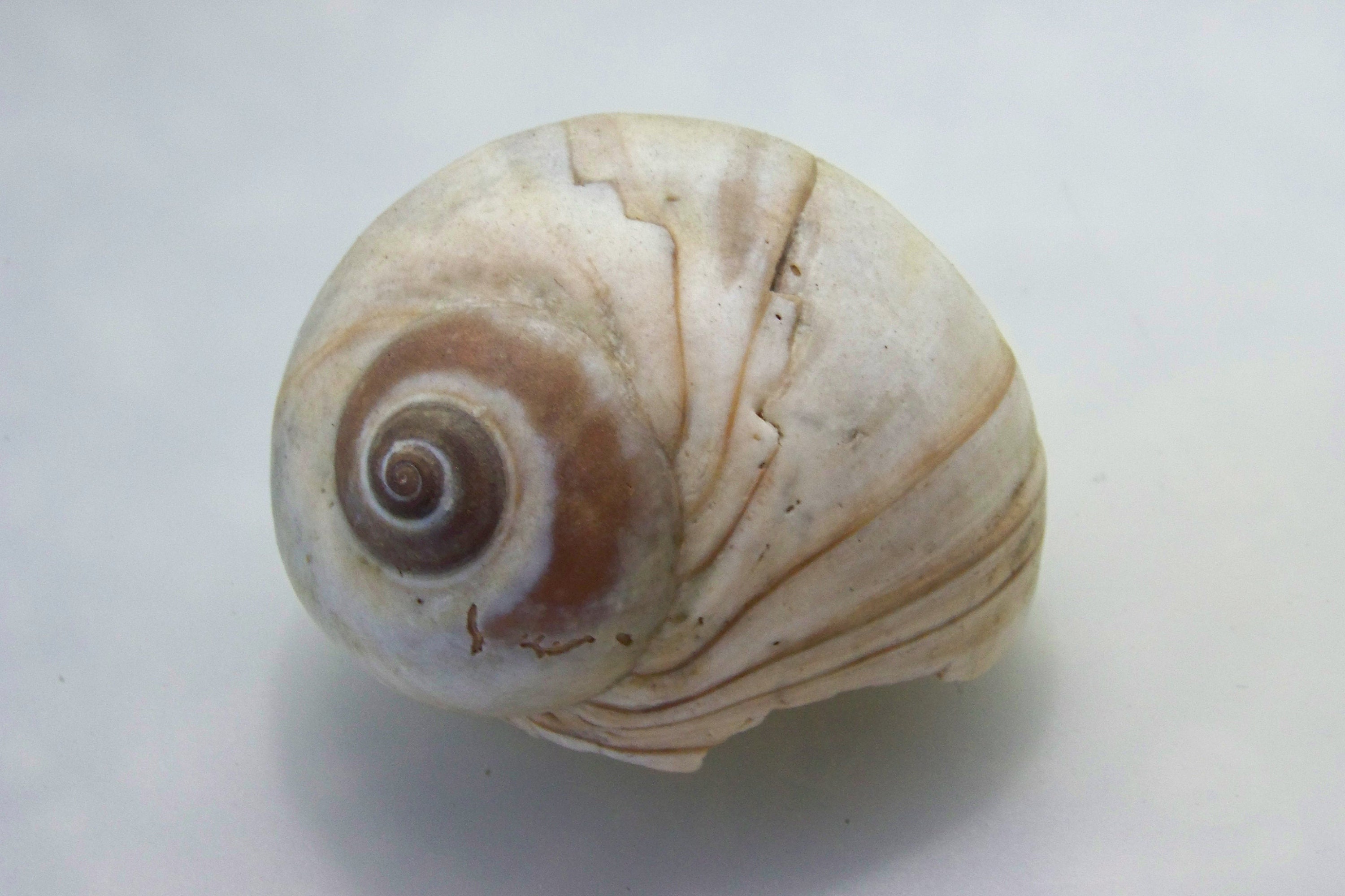 Moon Shell Large Etsy