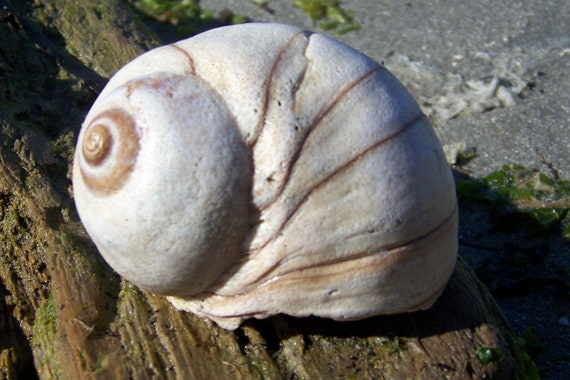 Moon Shell Large