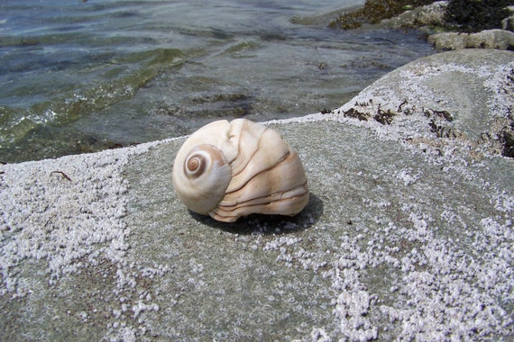 Moon Shell Large