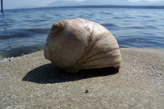 Moon Shell Large