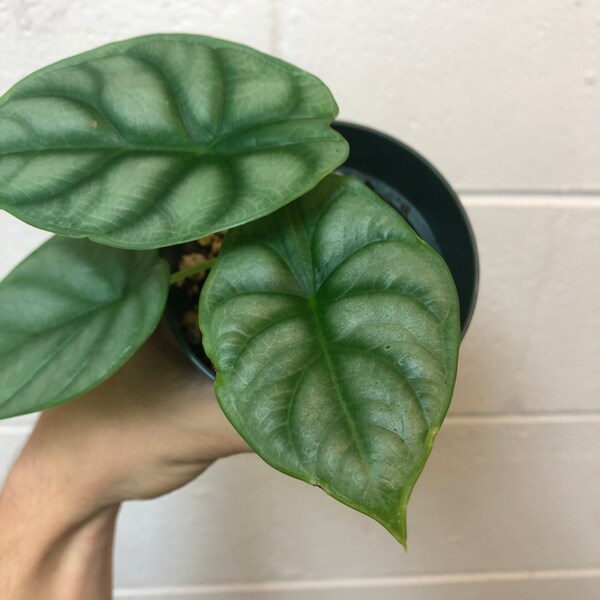 Alocasia "Silver Dragon" rare aroid live rooted houseplant